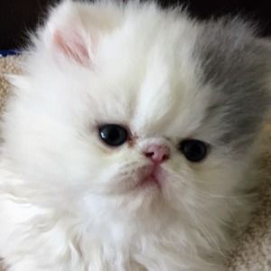 Meet your Posher, Carol